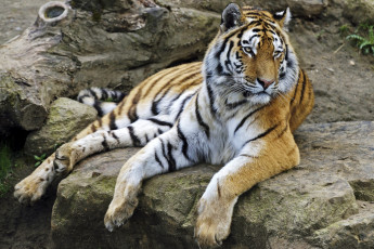 Картинка животные тигры амурский отдых морда кошка камни лапы