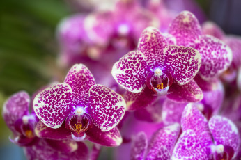 Картинка цветы орхидеи цветение сиреневая орхидея bloom violet orchid flowers