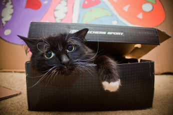 Картинка животные коты котяра коробка