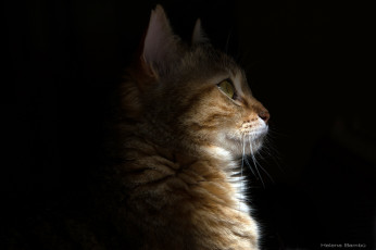 Картинка животные коты мордочка кошка усы свет тень профиль