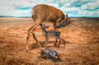Картинка животные олени оленята олениха поле детёныши материнство