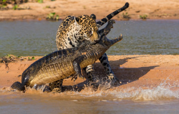 обоя животные, разные вместе, битва, ягуар, крокодил, охота