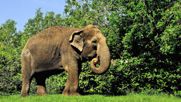 Картинка животные слоны слон лужайка