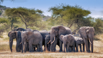 Картинка животные слоны стадо саванна