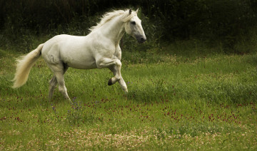 Картинка животные лошади поляна бег лошадь