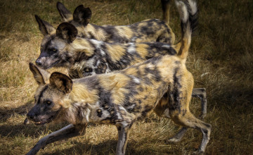 Картинка животные гиены +гиеновые+собаки гиеновые собаки