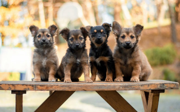 Картинка животные собаки скамья щенки