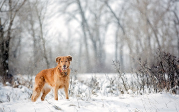 Картинка животные собаки взгляд cнег