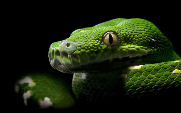 Картинка животные змеи +питоны +кобры глаза голова питон