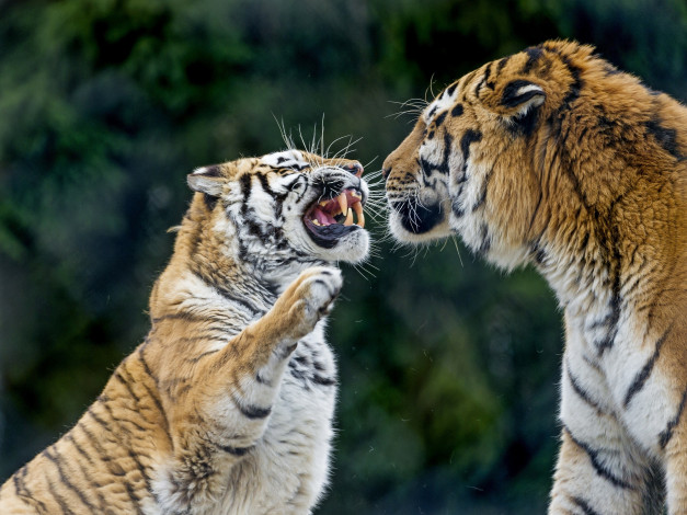 Обои картинки фото животные, тигры, морда, оскал, ссора, пара, сердитый, лапа, клыки
