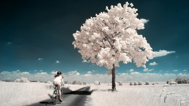 Обои картинки фото разное, компьютерный дизайн, дерево, дорога, поле, девушка