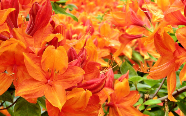 Обои картинки фото цветы, рододендроны , азалии, оранж
