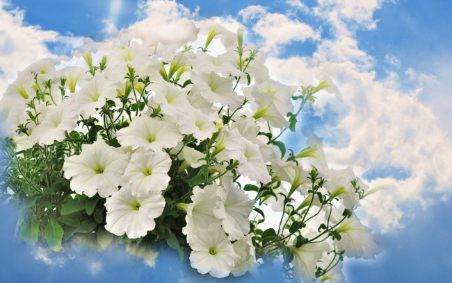 Обои картинки фото цветы, петунии,  калибрахоа, белый, небо