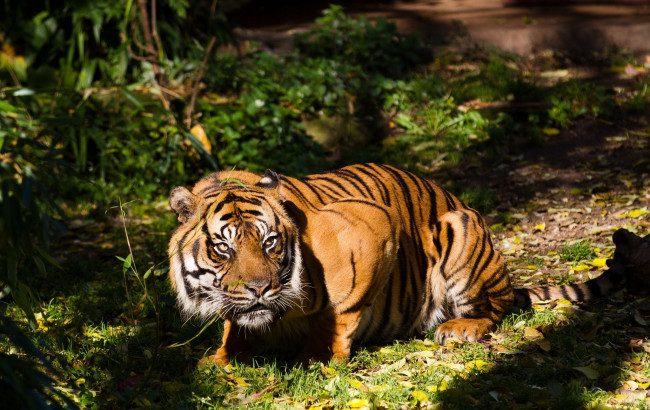 Обои картинки фото животные, тигры, тень, заросли, полоски, свет, морда, хищник
