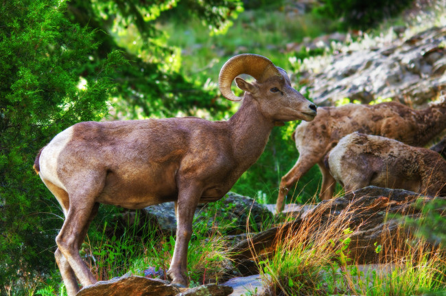 Обои картинки фото big horn sheep, животные, козы, козел, горный