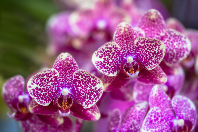 Обои картинки фото цветы, орхидеи, цветение, сиреневая, орхидея, bloom, violet, orchid, flowers