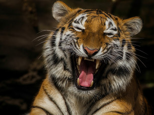 Картинка животные тигры смеющийся тигр смех пасть клыки язык настроение портрет