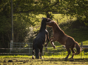 Картинка животные лошади кони драка