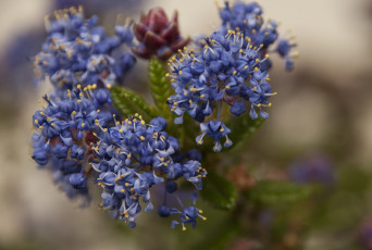 Картинка цветы макро синие