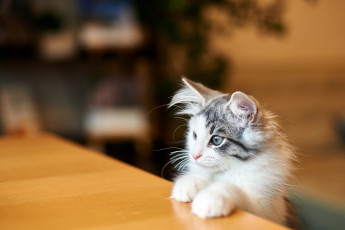 Картинка животные коты кошка кот котенок пушистый мордочка стол лапы