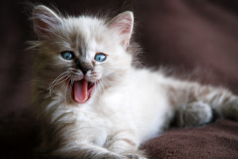 Картинка животные коты кошка котенок пушистый лежит взгляд язык