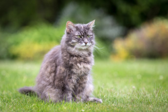Картинка животные коты кошка серая пушистая сидит лужайка трава лето