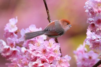 Картинка животные птицы клюв хвост весна птица сад цветы ветка