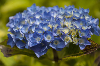 Картинка цветы гортензия голубая макро