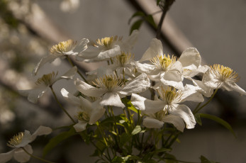 Картинка цветы клематис+ ломонос клематис фон белые