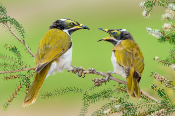 Картинка животные птицы ветка ссора яркие перья