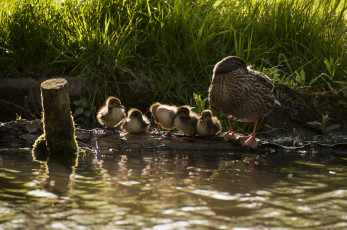 Картинка животные утки озеро трава утка утята семейство