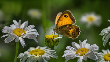 Картинка животные бабочки +мотыльки +моли бабочка цветы лето ромашки утро роса