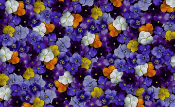 Картинка цветы анютины+глазки+ садовые+фиалки фиалки цветные flowers violet color