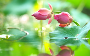обоя цветы, лотосы, нежность, отражение, капли, вода, розовый, бутоны, лотос