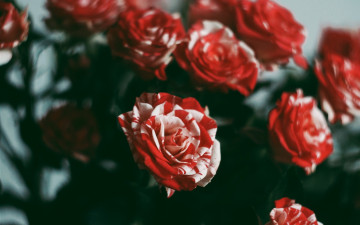 Картинка цветы розы flowers rose red beauty красные красота