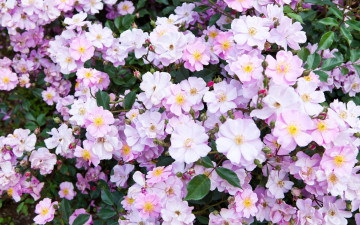 Картинка цветы шиповник сад весна spring garden flowers
