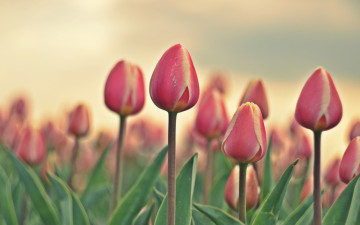 Картинка цветы тюльпаны природа