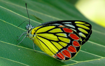 Картинка животные бабочки +мотыльки +моли насекомое природа мотылек бабочка лист