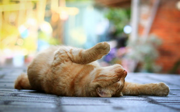 Картинка животные коты кошка кот рыжий лапы лежит улица тротуар боке