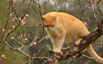 обоя животные, коты, кот, кошка, рыжая, на, дереве, дерево, ветки, весна