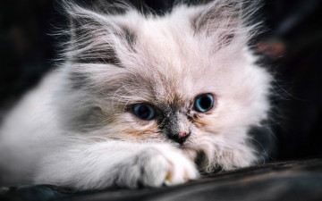 Картинка животные коты котёнок пушистый мордочка голубые глаза