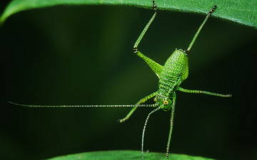 Картинка животные кузнечики +саранча насекомое кузнечик листья акробат макро