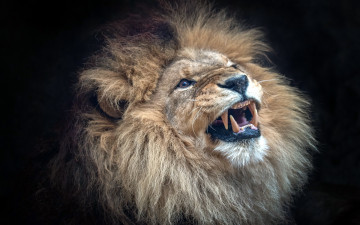 Картинка животные львы лев зверь улыбка