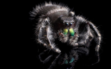 Картинка животные пауки phidippus audax паук природа