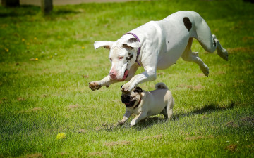 Картинка животные собаки прыжок мяч игра луг