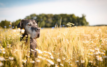 Картинка животные собаки собака поле лето