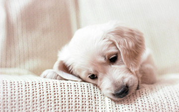 Картинка животные собаки золотой ретривер щенок мордочка плед