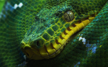 Картинка животные змеи +питоны +кобры зелёный древесный удав змея