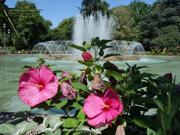 Обои картинки фото цветы, гибискусы, солнечно, розовые, парк, фонтан