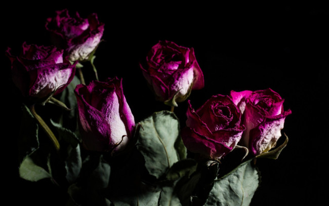 Обои картинки фото разное, - другое, розы, цветы, фон